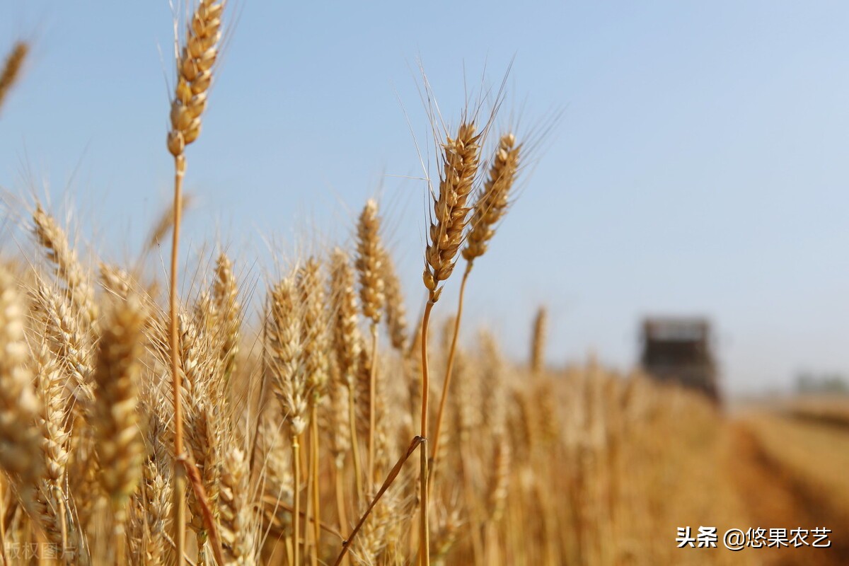 悠果观点：说说“藏粮于地”和“藏粮于技”