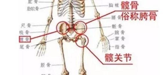 蹬地、顶髋是同一个动作