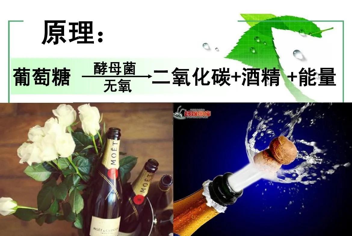 二氧化碳不仅能造淀粉，还能造酒，而且造法更简单