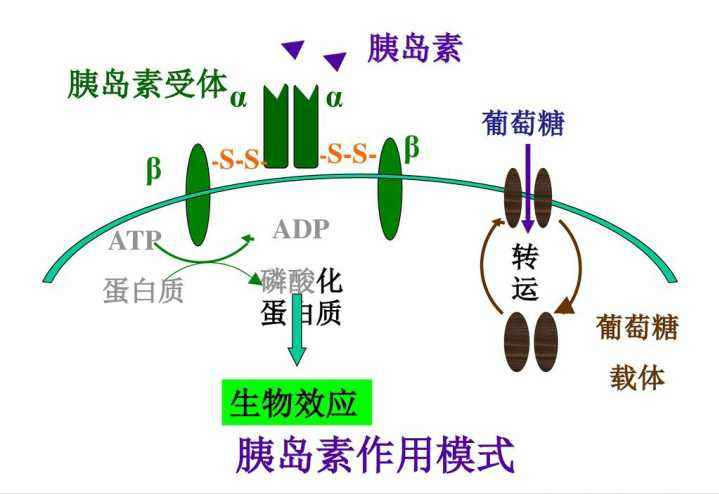 全球价值最贵的5种生物体液，价格以万为单位，蜘蛛毒1毫升要7万