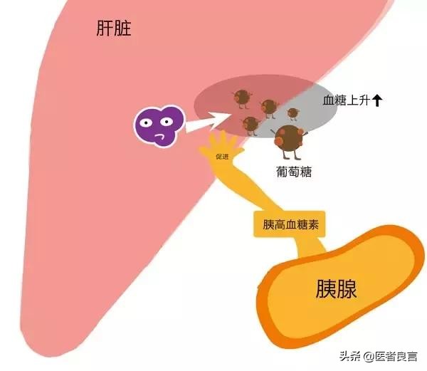 饿肚子的时候是在消耗脂肪吗？