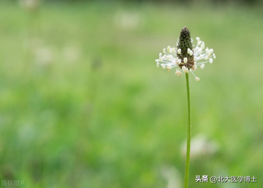 车前草有降尿酸的功效吗