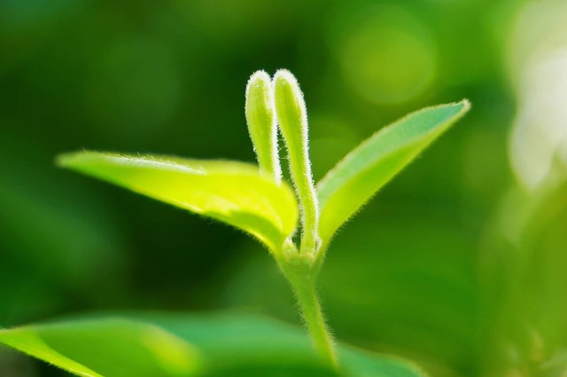 金银花可以清肺热吗？吃的时候有哪些注意事项？