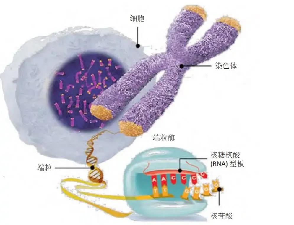 人的寿命长短一般是遗传父系的还是母系的？