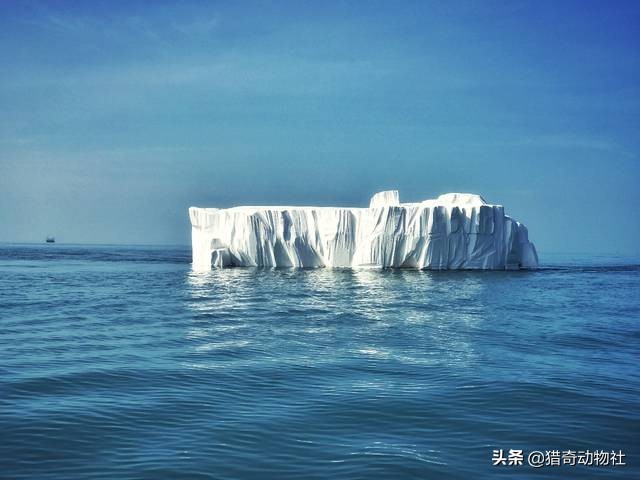 为什么北极熊不吃企鹅？