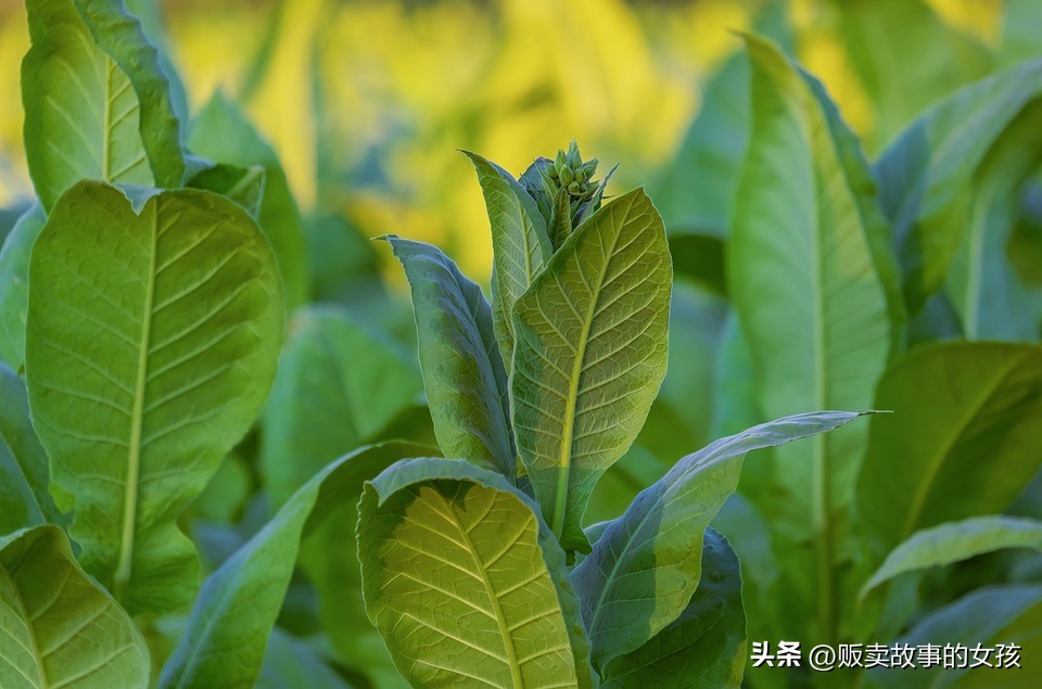 烟草证拿烟利润大吗(办个烟草证，一年真能带来三四万块钱收入吗？)