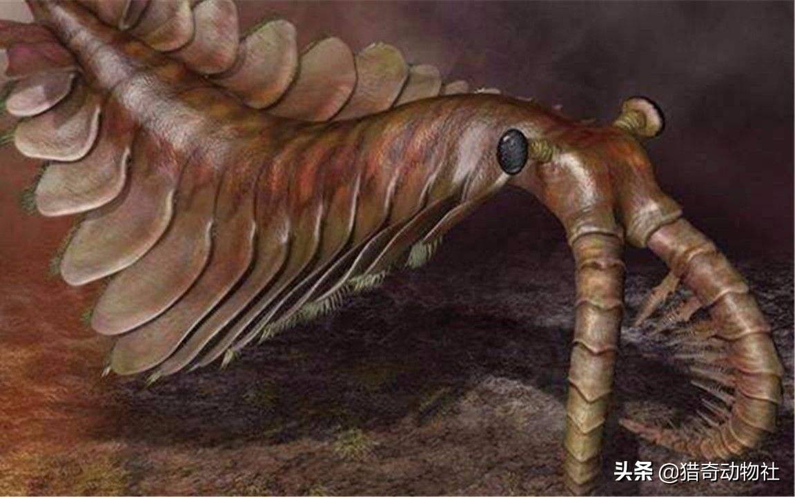 奥特瓦类生物(世界上存在过哪些奇特的古生物？)