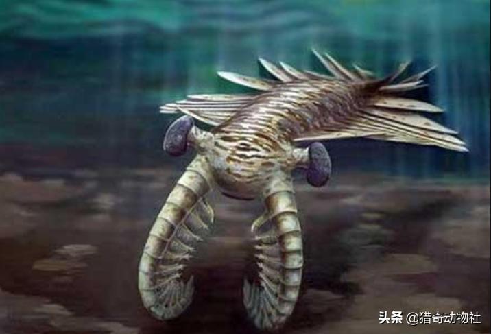 奥特瓦类生物(世界上存在过哪些奇特的古生物？)