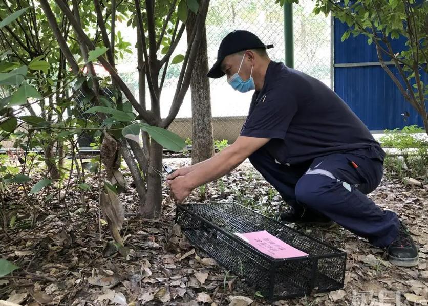 毒蛇为什么怕大王蛇(菜花蛇无毒，凭什么是百蛇之王)