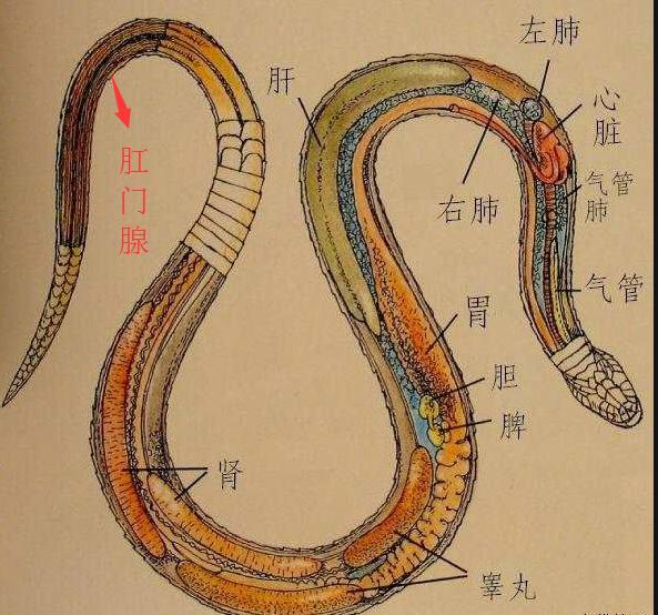 毒蛇为什么怕大王蛇(菜花蛇无毒，凭什么是百蛇之王)