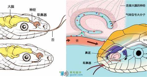 毒蛇为什么怕大王蛇(菜花蛇无毒，凭什么是百蛇之王)