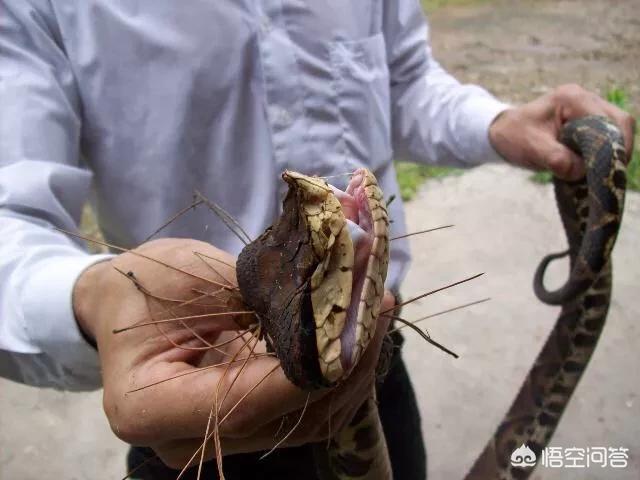 蛇什么时候蜕皮(为啥很少人见过蛇蜕皮的过程)