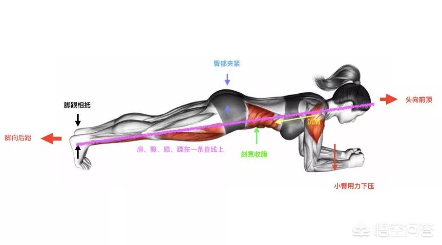 平板支撑正确姿势(练平板支撑的正确姿势是什么？)