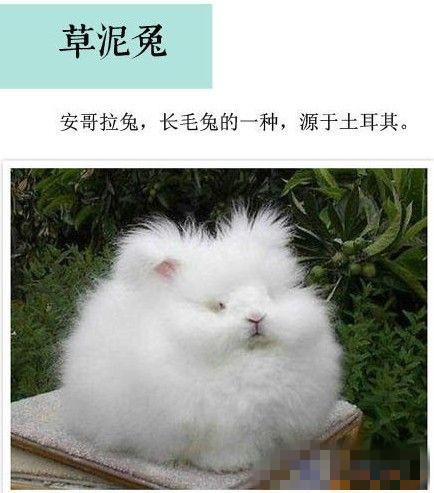 草泥驴(草泥猪-你见过没有？还有草泥牛、草泥鸡)