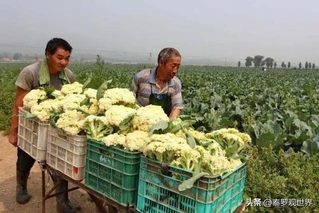 蔬菜的利润一般有40%吗(卖菜利润有多大？)