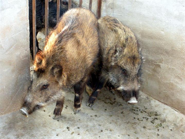 特种养殖野猪(特种野猪怎么养?特种野猪养殖技术)