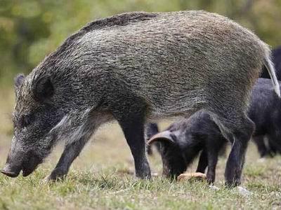 特种养殖野猪(特种野猪怎么养?特种野猪养殖技术)