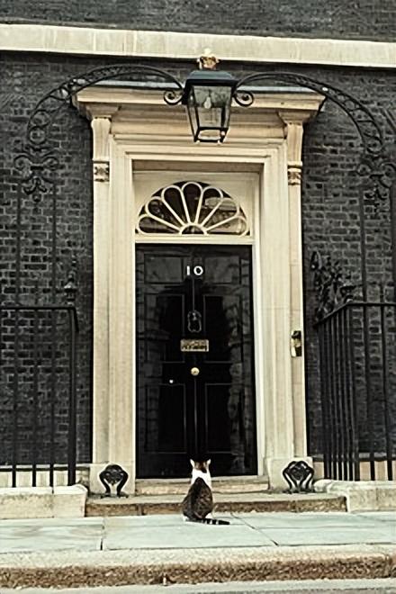 御猫larry(英国御猫Larry也竞选了首相？网友热烈支持，虽败犹荣)