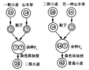 转基因和杂交的区别(杂交和转基因的区别是怎样的？)