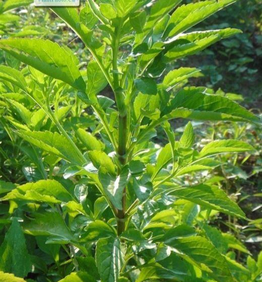 苦益菜(“苦益菜”是一种怎样的植物)