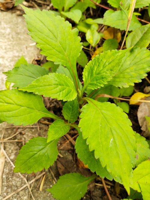 苦益菜(“苦益菜”是一种怎样的植物)