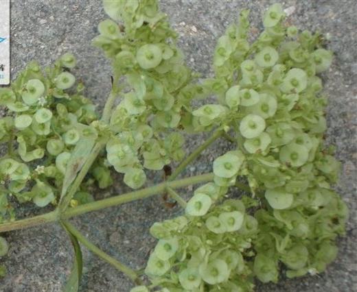 苦益菜(“苦益菜”是一种怎样的植物)