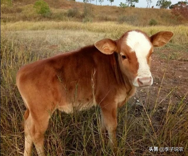 养羊和养牛哪个利润大(养牛和养羊相比，哪个效益会更高一些？)