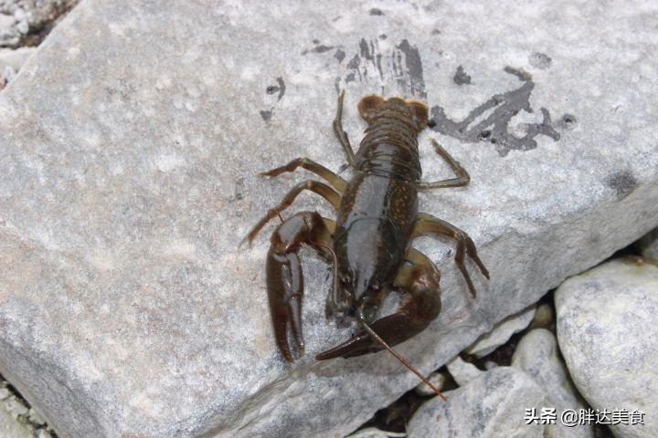 刺蛄跟小龙虾的区别(蝲蛄与小龙虾的区别是什么？)