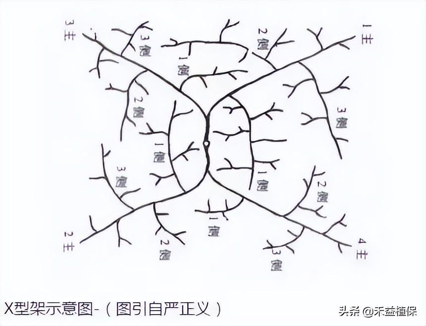 葡萄架势(哪种葡萄架式最好、产量最高、最好管理？推荐这五种)