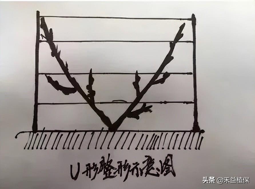 葡萄架势(哪种葡萄架式最好、产量最高、最好管理？推荐这五种)