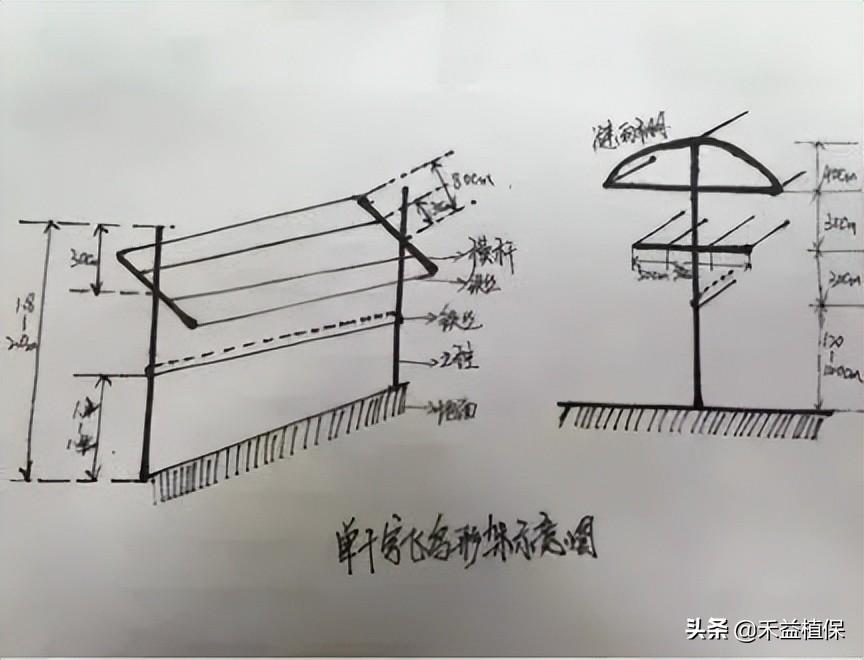 葡萄架势(哪种葡萄架式最好、产量最高、最好管理？推荐这五种)