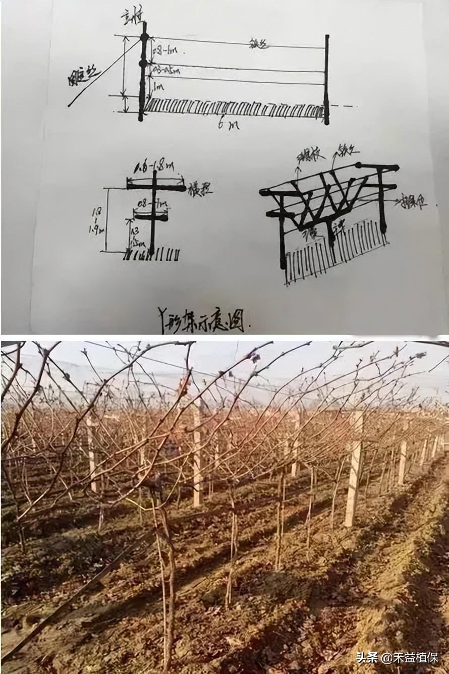 葡萄架势(哪种葡萄架式最好、产量最高、最好管理？推荐这五种)