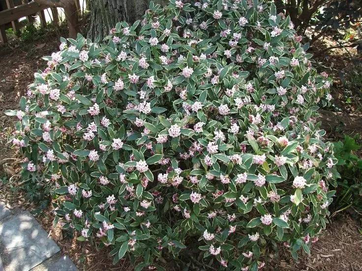 香水花(9种“香水花”，又美又高贵，春天种一盆，满院飘香气)