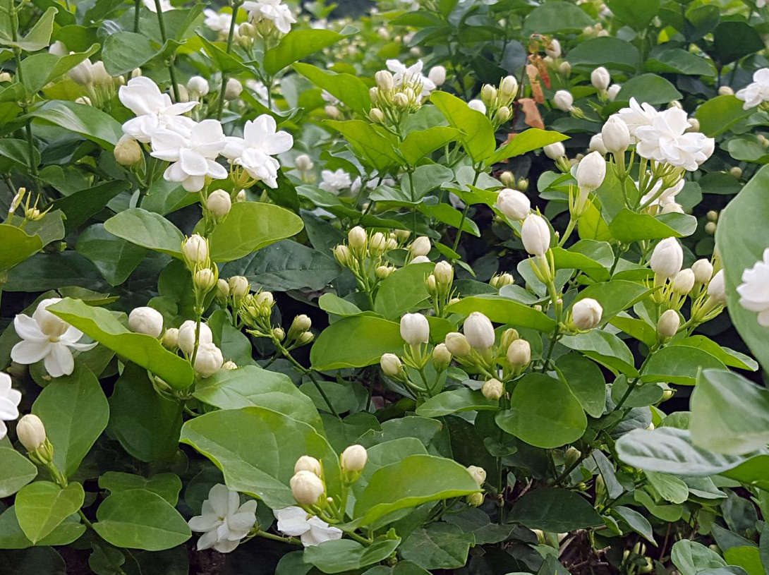 香水花(9种“香水花”，又美又高贵，春天种一盆，满院飘香气)