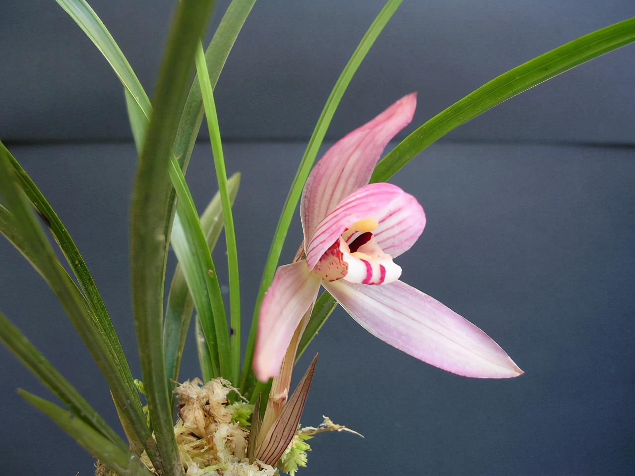 香水花(9种“香水花”，又美又高贵，春天种一盆，满院飘香气)