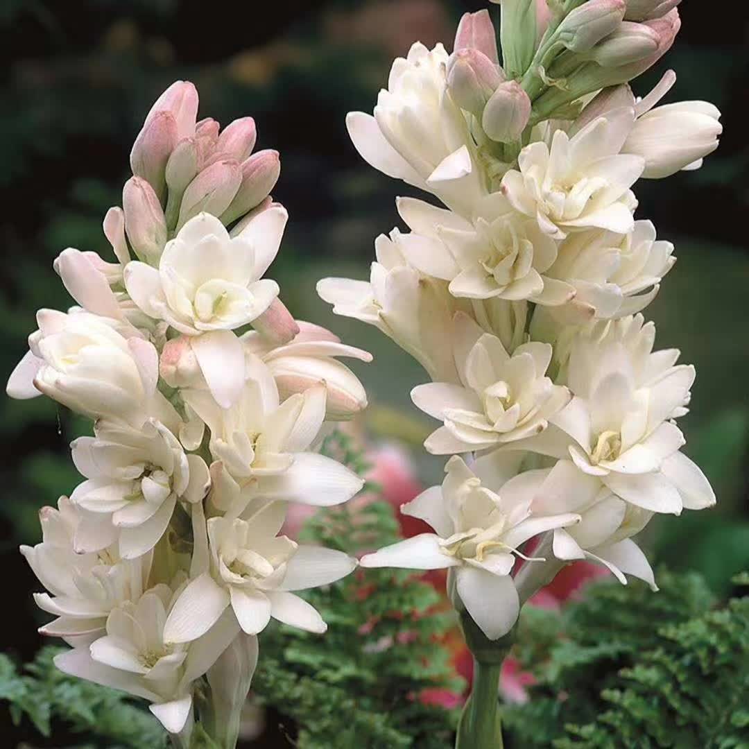 香水花(9种“香水花”，又美又高贵，春天种一盆，满院飘香气)