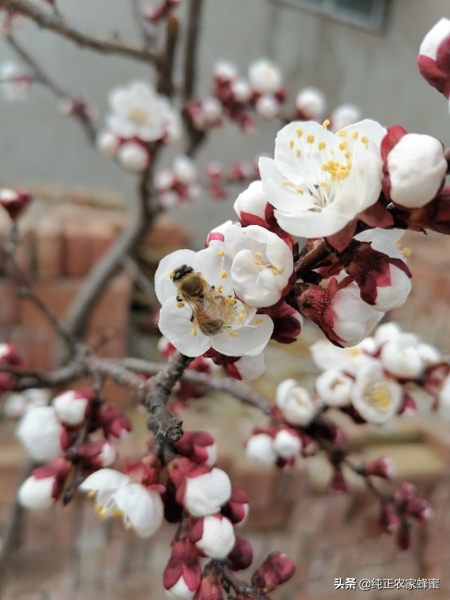 蜜蜂在家里筑巢好不好(蜜蜂在住家房做巢好吗？)