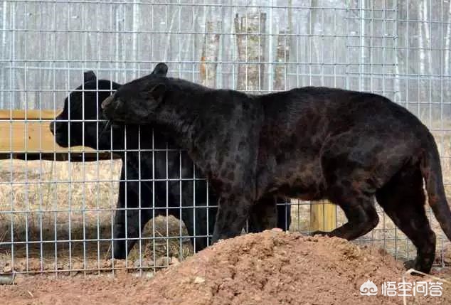 豹子种类战斗力排名(黑豹、雪豹、猎豹、远东豹、花豹和波斯豹的强弱排名)