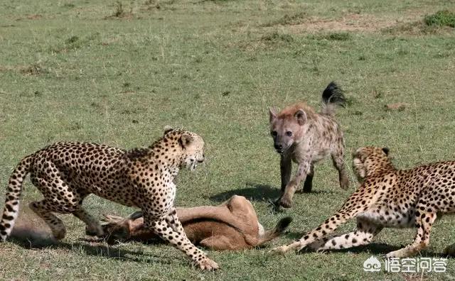 豹子种类战斗力排名(黑豹、雪豹、猎豹、远东豹、花豹和波斯豹的强弱排名)