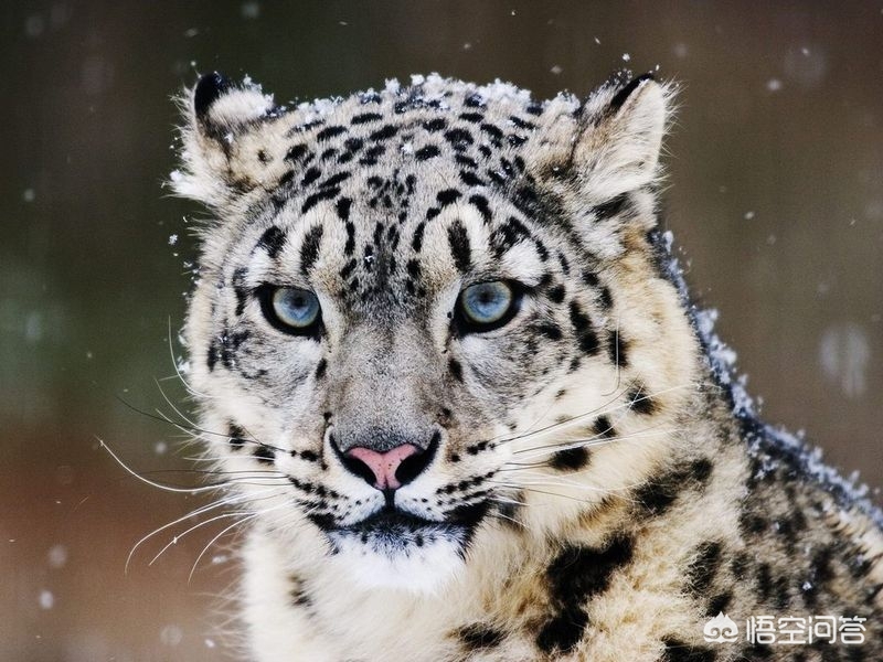 豹子种类战斗力排名(黑豹、雪豹、猎豹、远东豹、花豹和波斯豹的强弱排名)