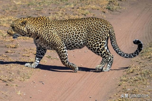 豹子种类战斗力排名(黑豹、雪豹、猎豹、远东豹、花豹和波斯豹的强弱排名)