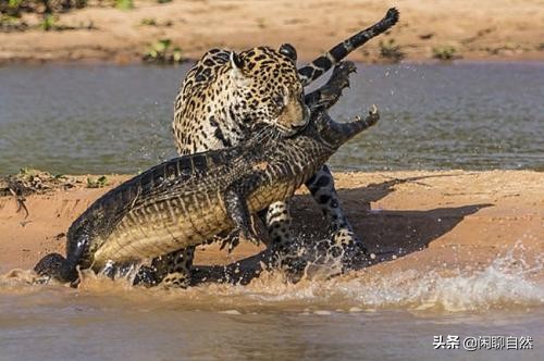 豹子种类战斗力排名(黑豹、雪豹、猎豹、远东豹、花豹和波斯豹的强弱排名)