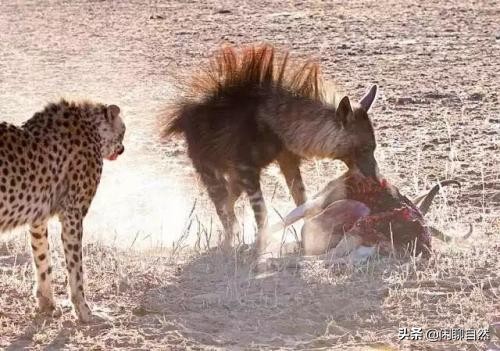 豹子种类战斗力排名(黑豹、雪豹、猎豹、远东豹、花豹和波斯豹的强弱排名)