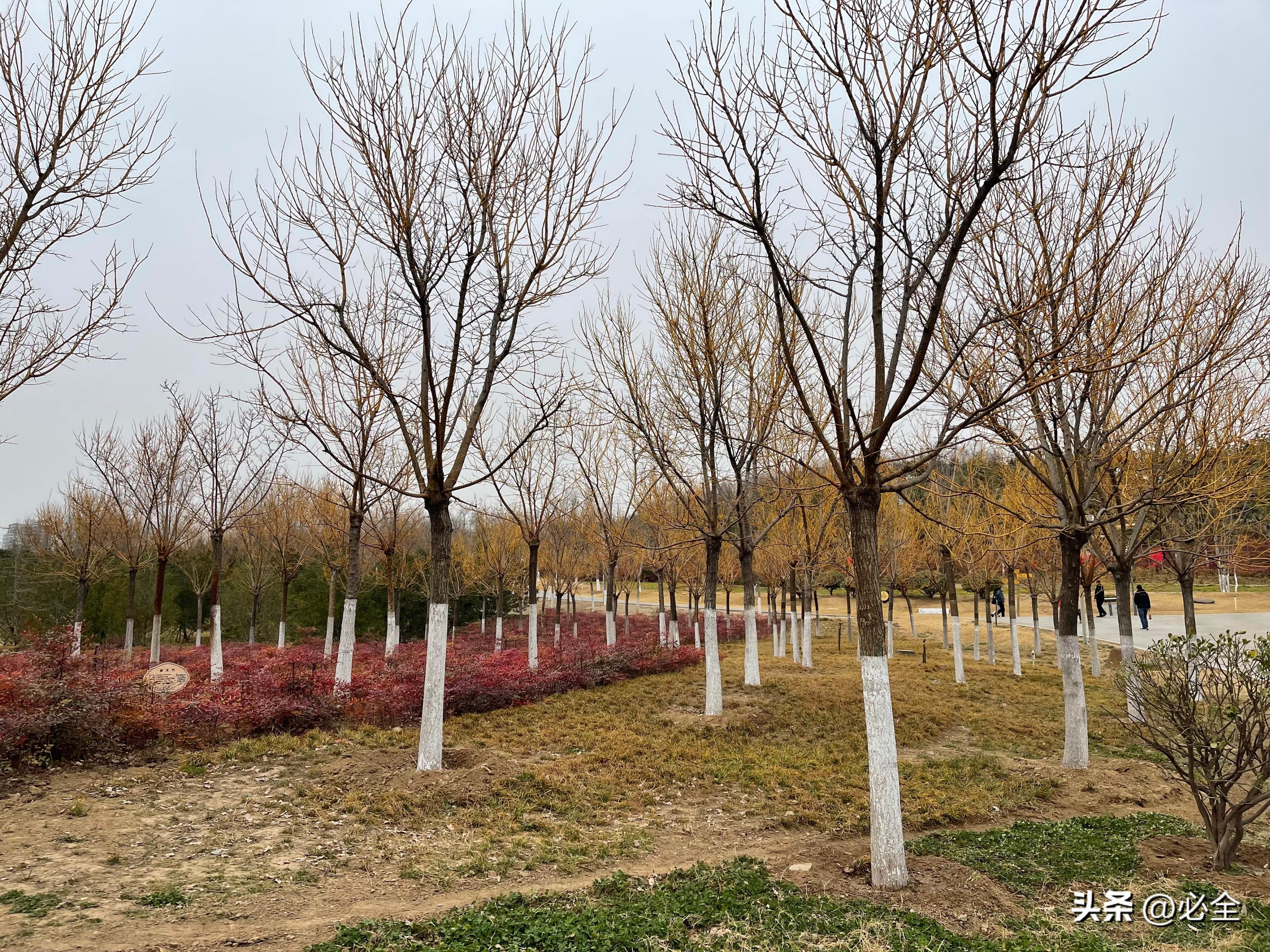 植物防冻剂(怎么正确使用植物防冻剂？)