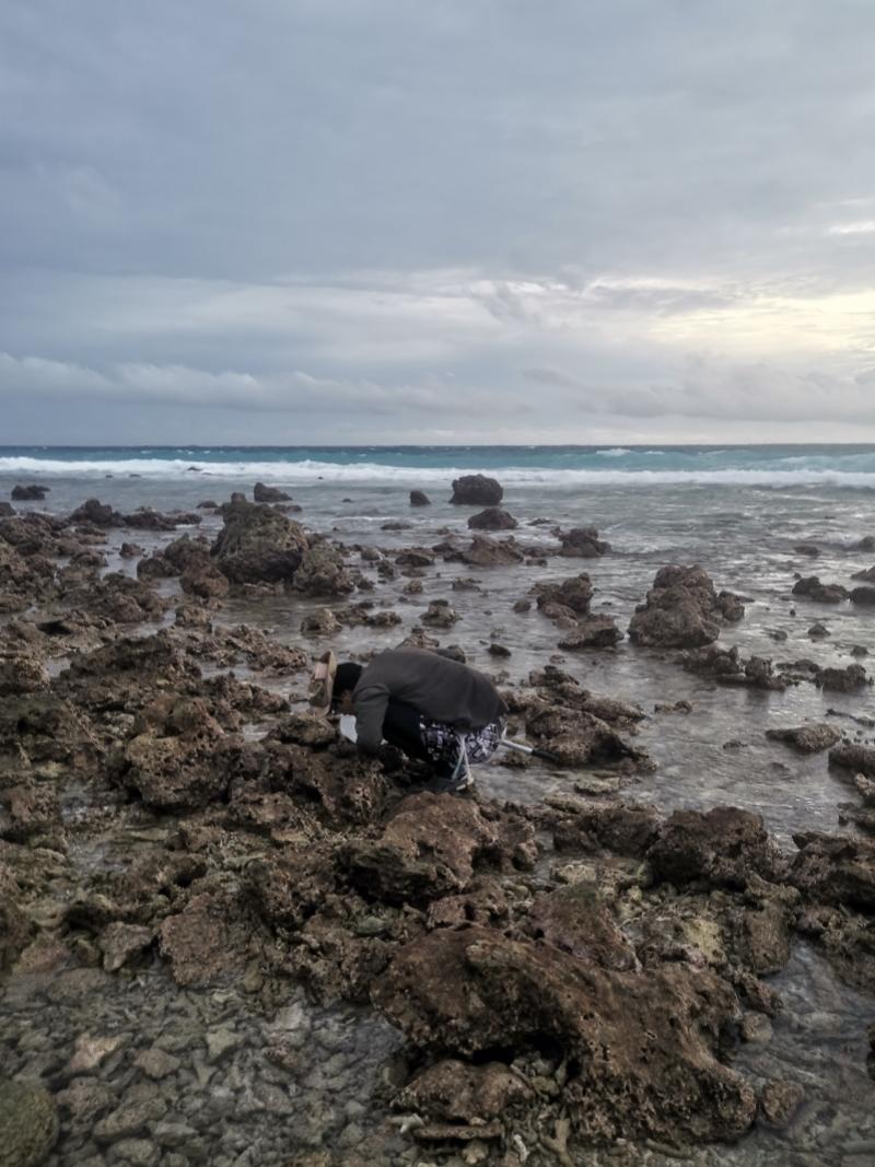 蝽(中大团队揭秘新物种“西沙涯蝽”发现记：生物多样性的新案例)