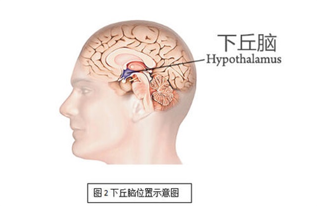 人体内的主要热能来源是什么（人体内源源不断的热量由哪个器官产生）