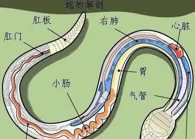 眼镜蛇咬伤后多久会死(没及时注射抗蛇毒血清十几分钟就会死亡)