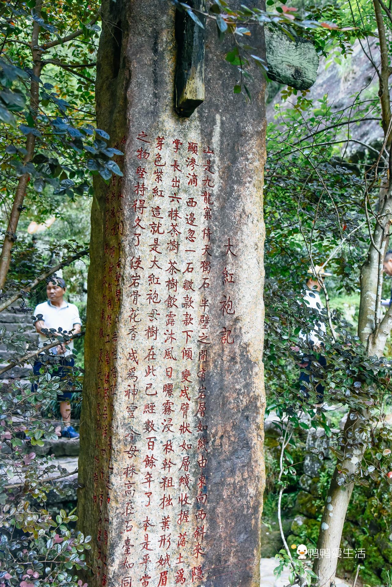 母树大红袍(母树大红袍：有钱也喝不到，其貌不扬藏在半山腰作为景点开放参观)