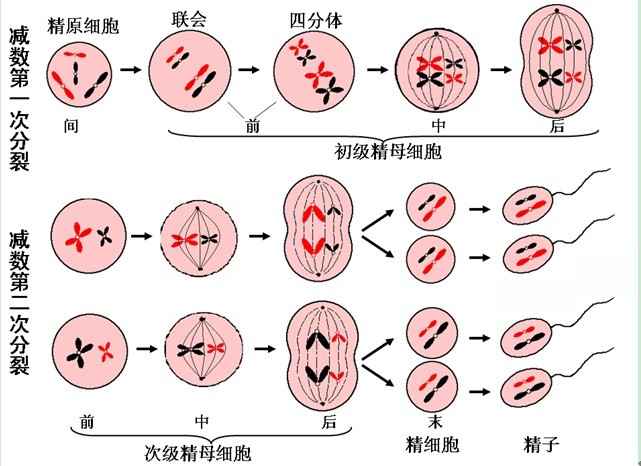 杂交育种和转基因的区别(杂交和转基因的区别是怎样的？)