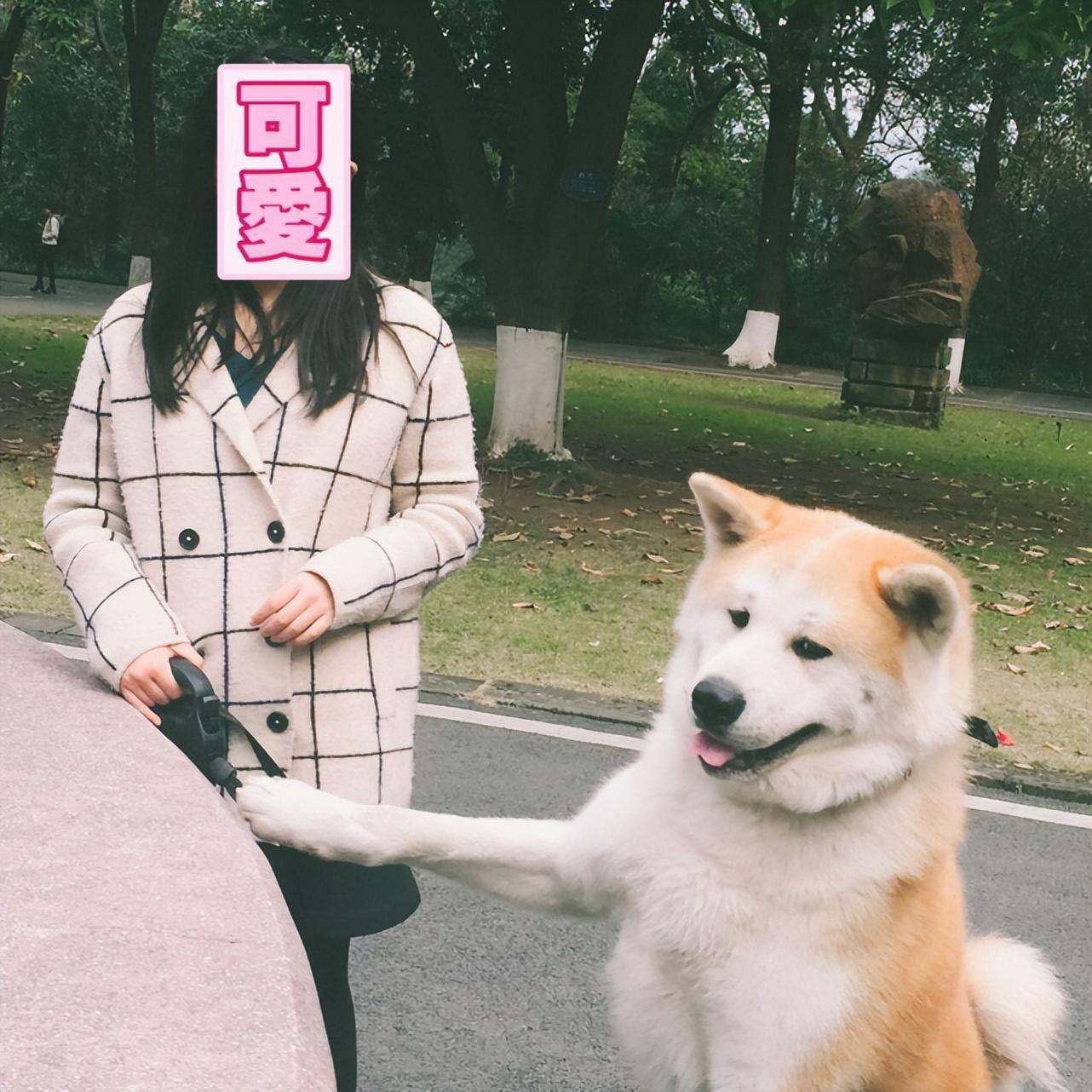 秋田犬智商(智商排名第54名的秋田犬，真的不聪明吗？)